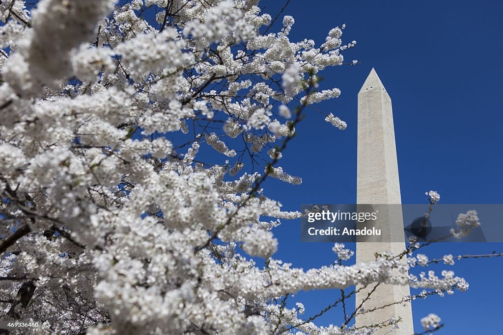 Cherry Blossom Festival and Parade in Washington