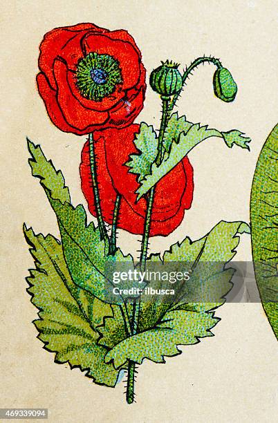 red poppy, plants antique illustration - opium poppy stock illustrations