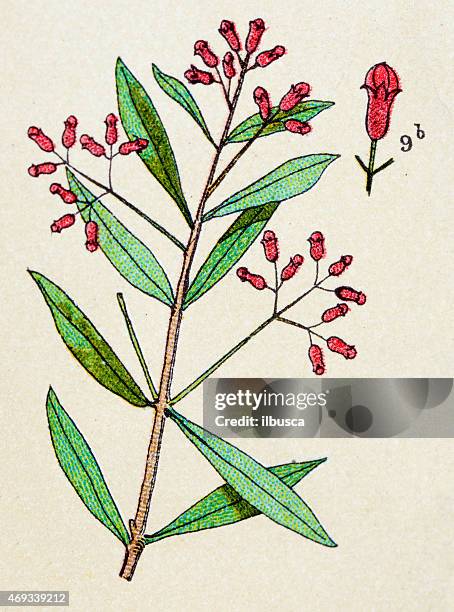 clove (syzygium aromaticum), plants antique illustration - cloves stock illustrations