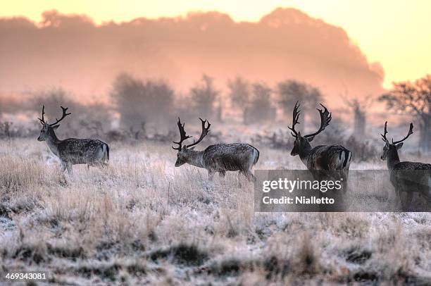 stags at richmond, london - richmond upon thames imagens e fotografias de stock