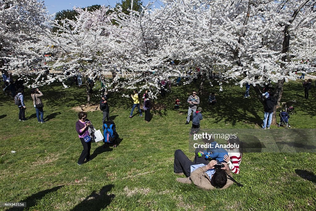 Cherry Blossom Festival and Parade in Washington