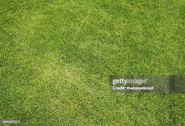 Green Grass High-Res Stock Photo
