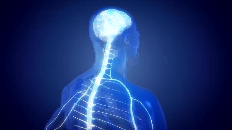 12,284 Human Nervous System Videos and HD Footage - Getty Images 12,284 Human Nervous System Videos and HD Footage - Getty Images