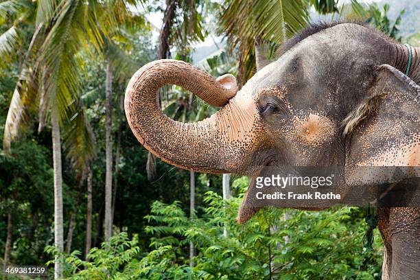portrait of an elefant holding up his trunk - tailandia foto e immagini stock