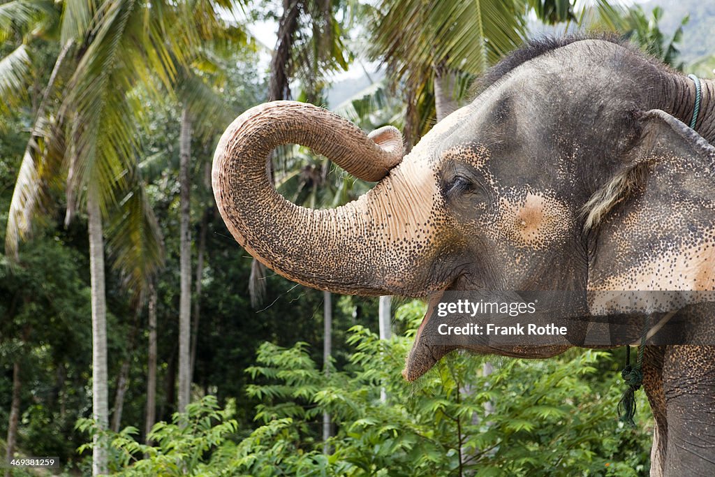 Portrait of an elefant holding up his trunk