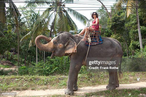 a female tourist rides an elephant - asiatischer elefant stock-fotos und bilder