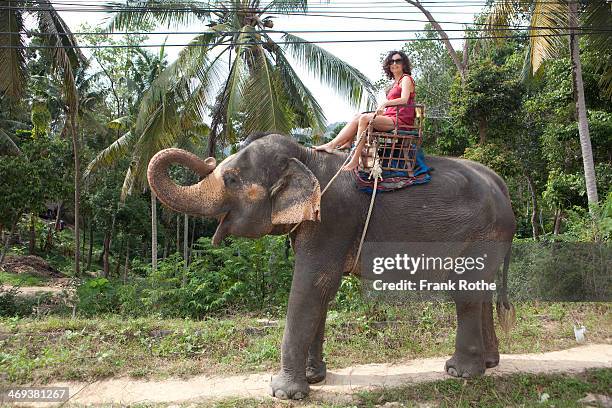 a female tourist rides an elephant - tour 2014 stock pictures, royalty-free photos & images