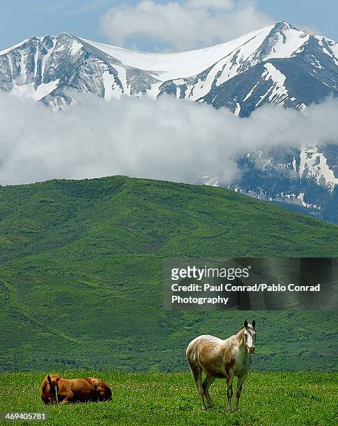 spring morning - elk photos et images de collection
