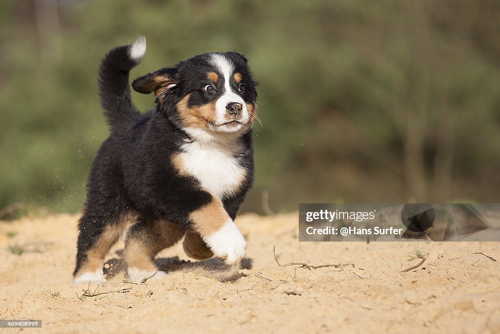 A Bernese mountain dog