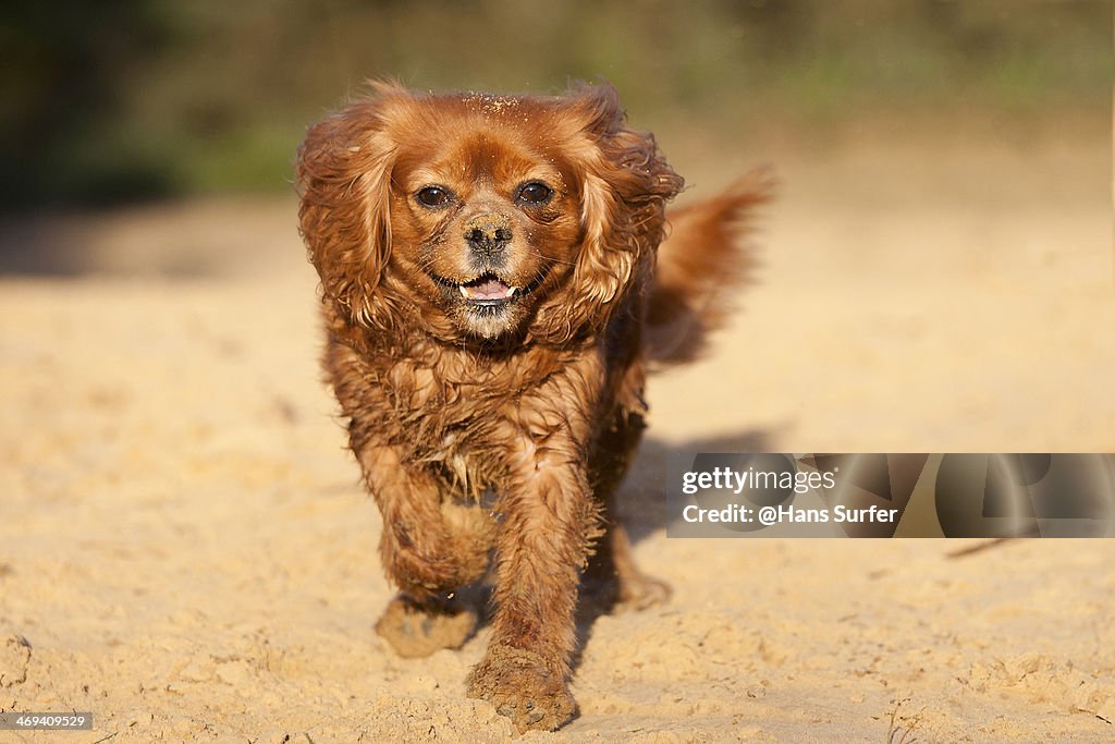 A happy Cavalier King Charles Spaniel