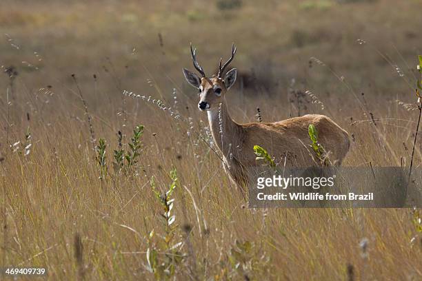 pampas deer (ozotoceros bezoarticus) - são roque de minas stock-fotos und bilder
