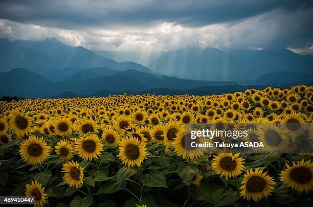 the shine on sunflower field - sunflower ストックフォトと画像