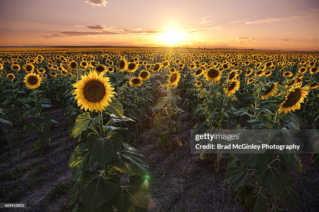 Sunflower sunset