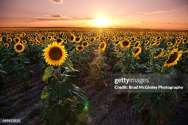 sunflower sunset - aurora colorado stock pictures, royalty-free photos & images