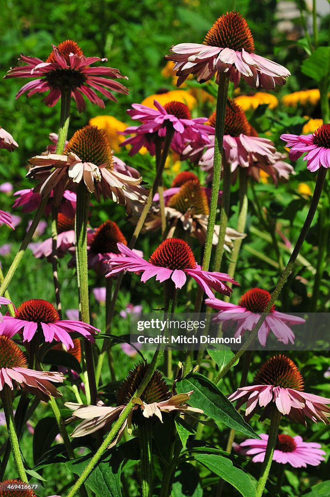 Flower garden