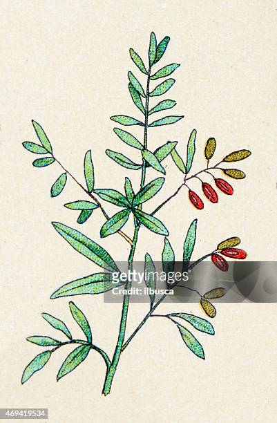illustrations, cliparts, dessins animés et icônes de olive tree, les plantes antiquités illustration - olivier