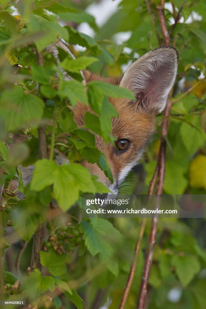 Red fox hiding behind a black currant bush