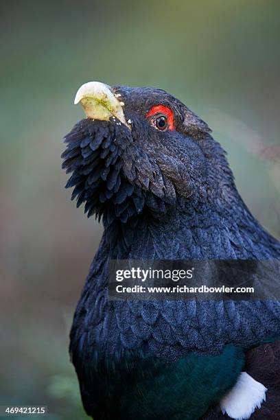 close up of a male capercaillie - tetrao urogallus stock pictures, royalty-free photos & images