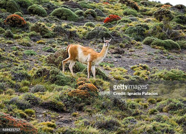 guanaco (lama guanicoe) in torres del paine - puerto natales stock pictures, royalty-free photos & images
