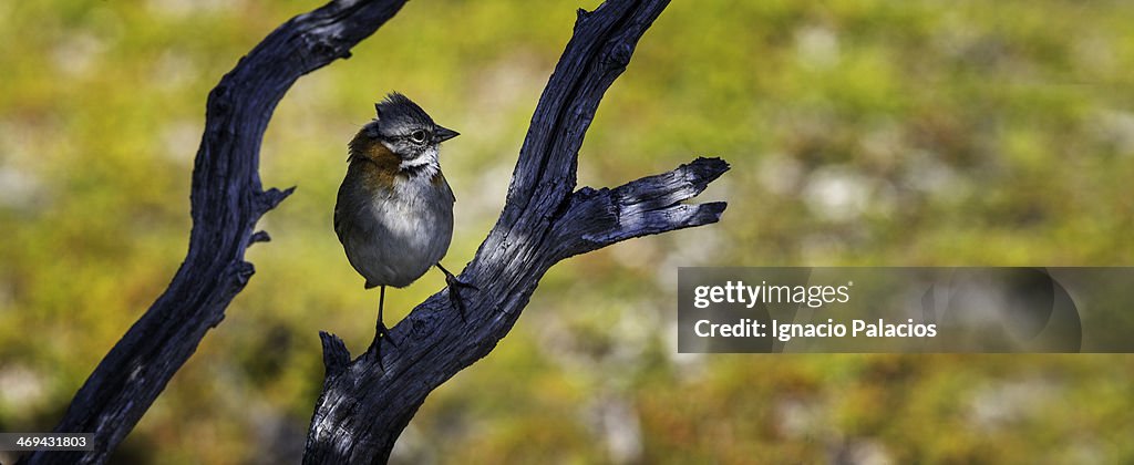Little sparrow in Campo Dagostini campsite