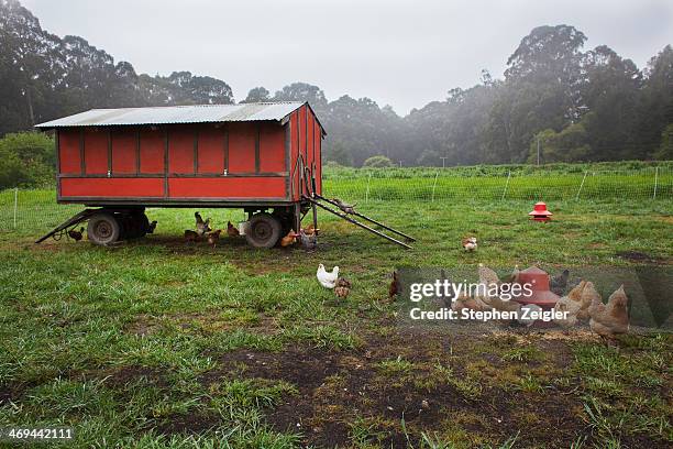 Free Range Chickens Feeding Outside A Mobile Coop, Foto de stock