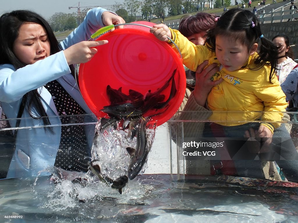 Artificial Rearing Chinese Sturgeons Get Released Into The Yangtze River