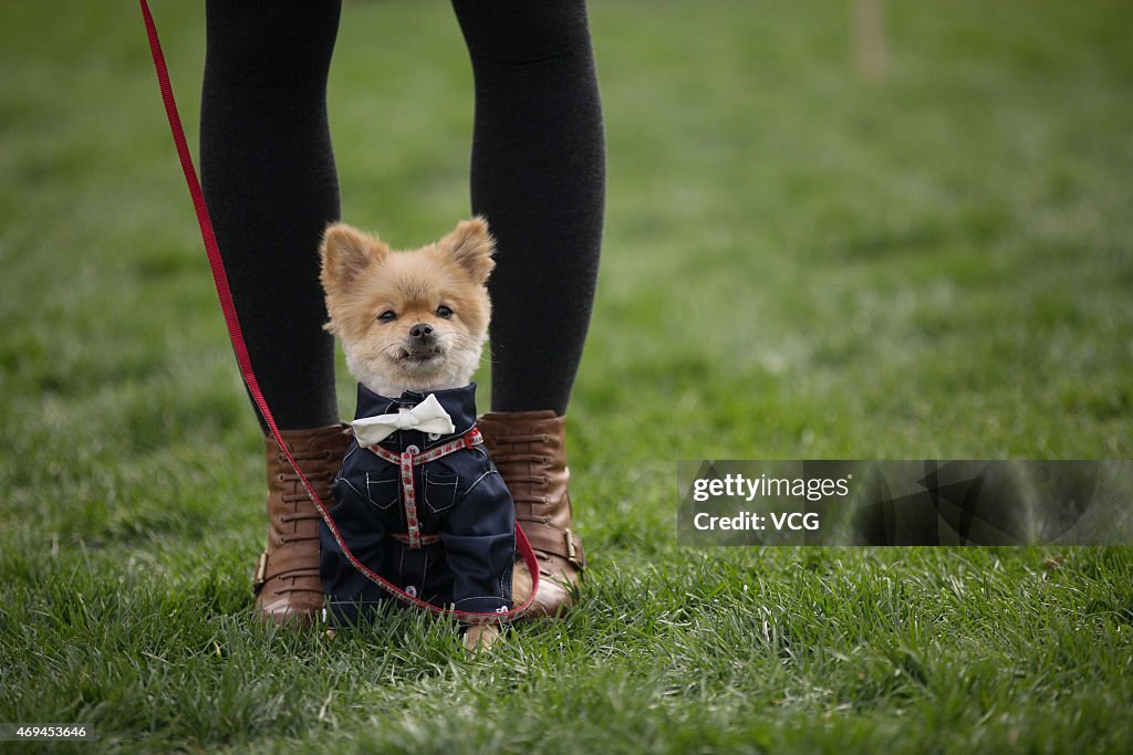 Group Wedding For Pet Dogs In Beijing