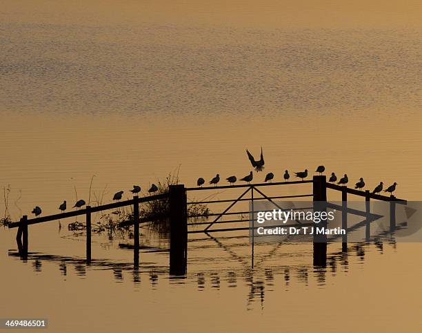 flooded farmland on somerset levels - piana del somerset foto e immagini stock