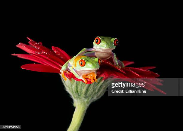 red eyed frogs - rana arborícola fotografías e imágenes de stock