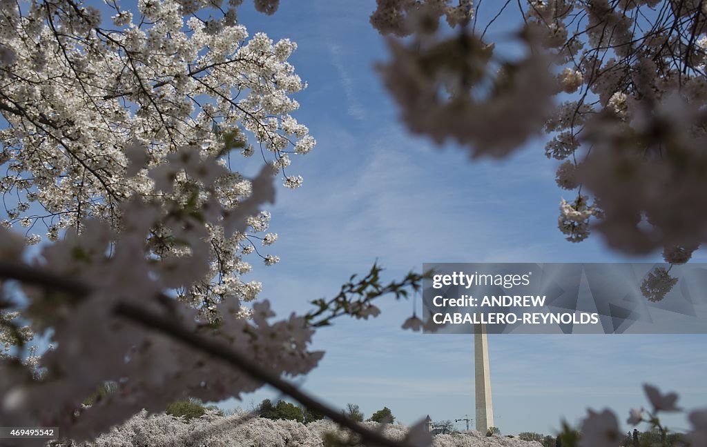 US-WEATHER-CHERRY BLOSSOMS