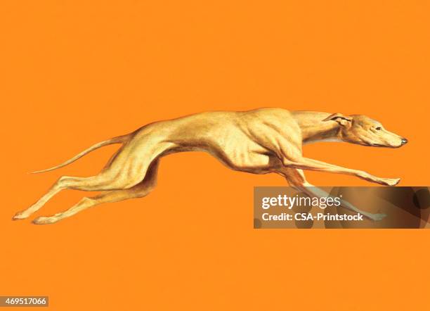 greyhound dog running - greyhound stock illustrations