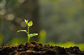 Plant sprouting from the dirt with a blurred background