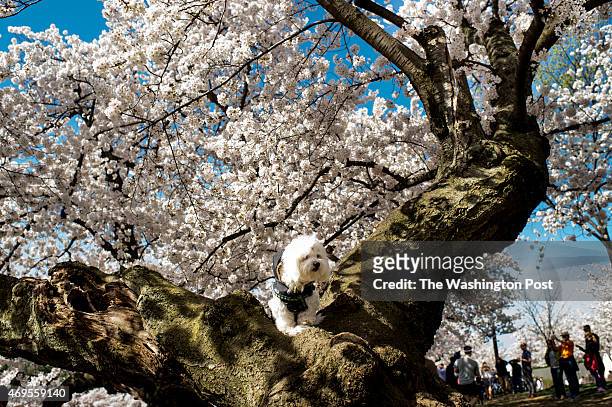 Mozart sits atop a tree as his owner Tilling Lee of Washington, D.C., has photos taken near the Tidal Basin among the cherry blossoms in Washington,...