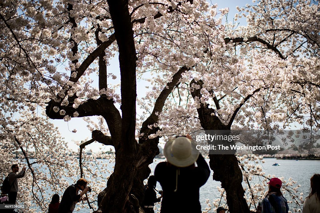 Cherry Blossoms in Washington DC