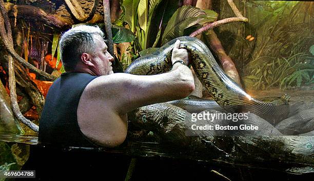 New England Aquarium senior aquarist Scott Dowd wades into the crowded confines of an Amazon exhibit in order to catch a pregnant Green Anaconda, who...