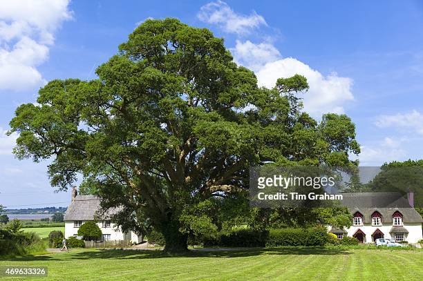 Cork Oak Tree, Quercus suber, an evergreen tree by quaint country cottages at Powderham in Devon, England, UK