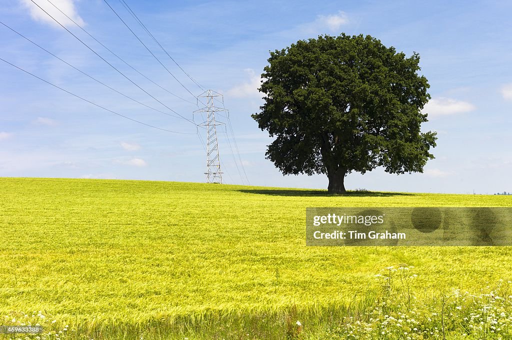 Electricity Pylon and Power Cables, UK