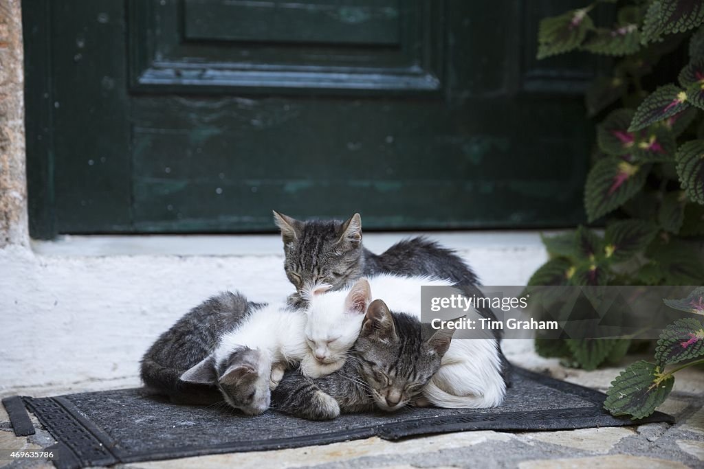Cats at Paleokastritsa in Corfu, Greece