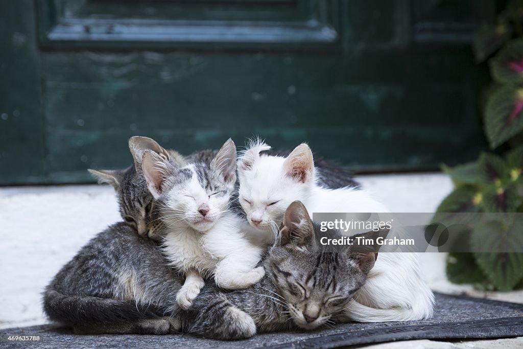 Cats at Paleokastritsa in Corfu, Greece