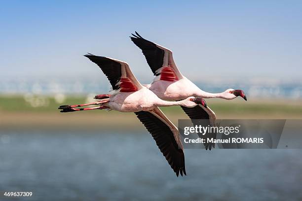 Lesser Flamingo