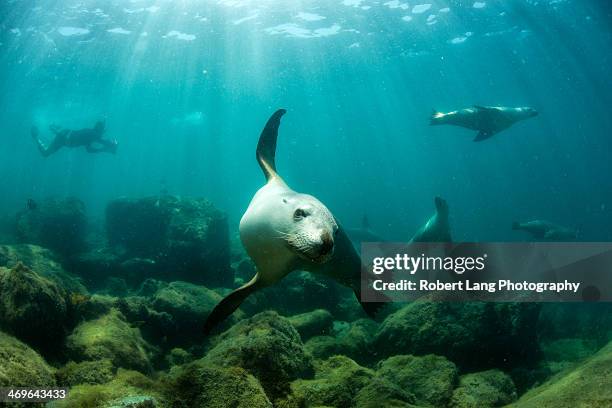 swimming with wild sea lions - port lincoln stockfoto's en -beelden