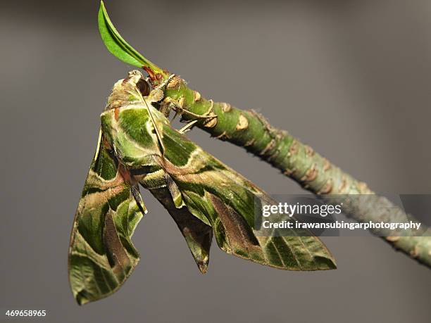 in green camou - hawk moth stock pictures, royalty-free photos & images