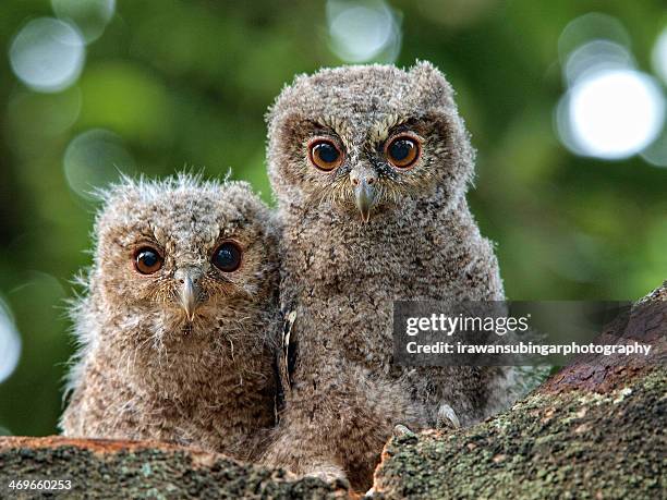 ugh oh ... :) - owlet stock pictures, royalty-free photos & images