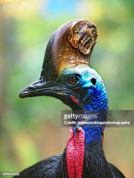 cassowary - cassowary stock pictures, royalty-free photos & images