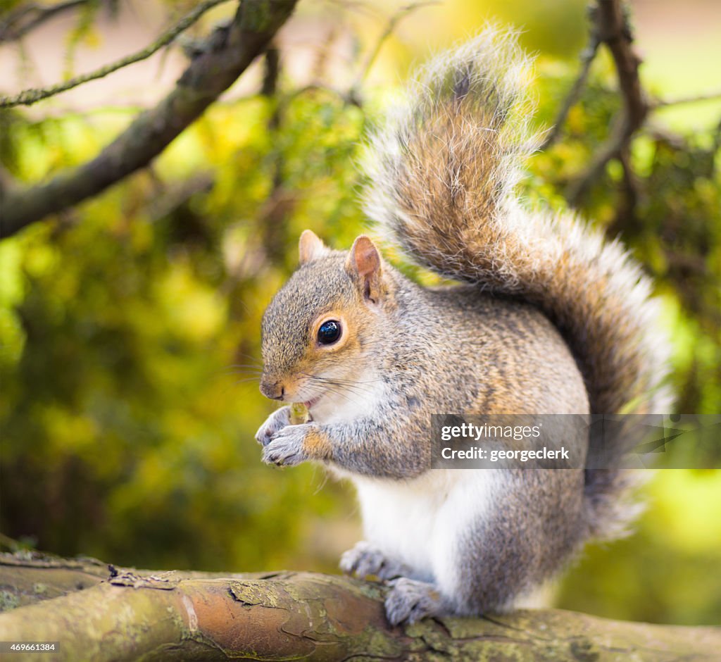 Grey squirrel close-up