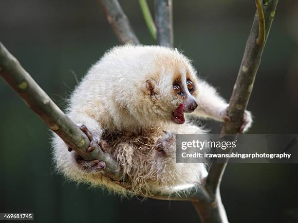 the albino javan slow loris - albino monkey stock pictures, royalty-free photos & images