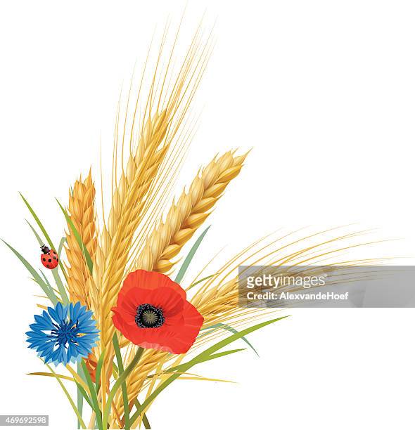 wheat, oat and barley with cornflower, poppy and ladybug - bran stock illustrations