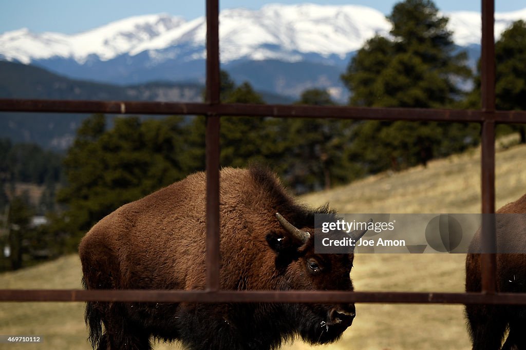 Buffalo Herd