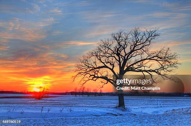 lone oak tree in winter field during sunset - auburn oaks stock pictures, royalty-free photos & images