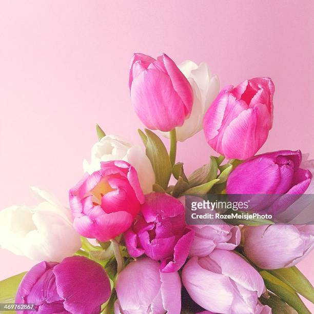 all is love - bloemen closeup stock-fotos und bilder